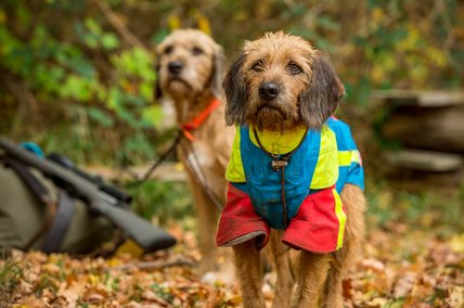 © Jagdhundefotografie Julia Kauer