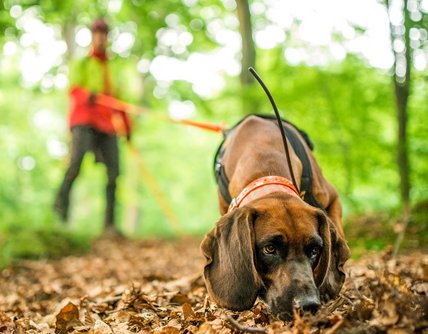 © Jagdhundefotografie Julia Kauer