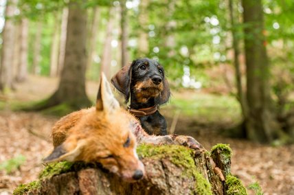 © Jagdhundefotografie Julia Kauer