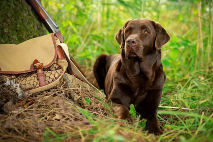 © Jagdhundefotografie Julia Kauer