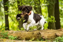 © Jagdhundefotografie Julia Kauer