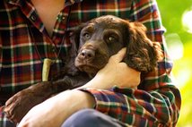 © Jagdhundefotografie Julia Kauer