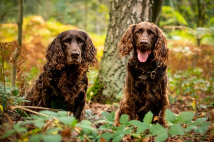 © Jagdhundefotografie Julia Kauer
